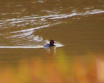 Tue, 12/6/2022 Birding report at 上石津ミサンザイ古墳(お堀)