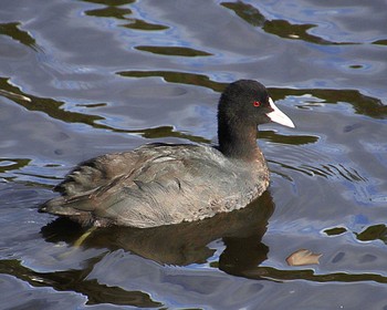 2022年12月6日(火) 大仙公園の野鳥観察記録