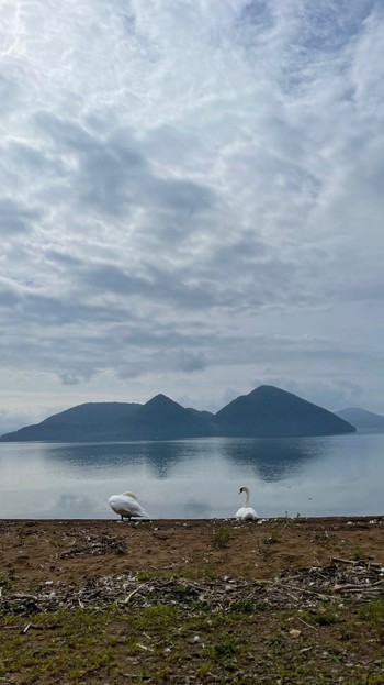 Mute Swan Lake Toya (Toyako) Tue, 9/13/2022