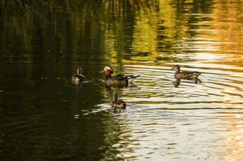 オシドリ 中島公園 2022年9月28日(水)