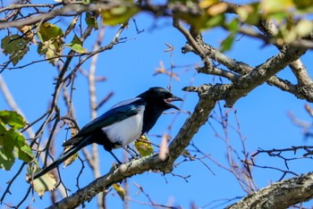 カササギ ウトナイ湖 2022年10月25日(火)