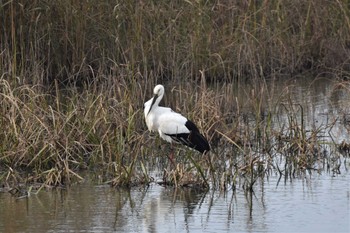 コウノトリ 渡良瀬遊水地 2022年12月4日(日)