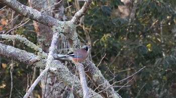 Eurasian Jay Arima Fuji Park Sat, 12/3/2022