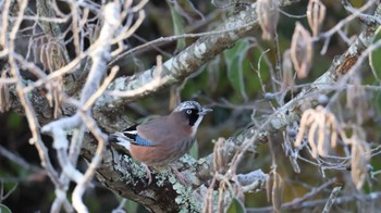 Eurasian Jay Arima Fuji Park Sat, 12/3/2022