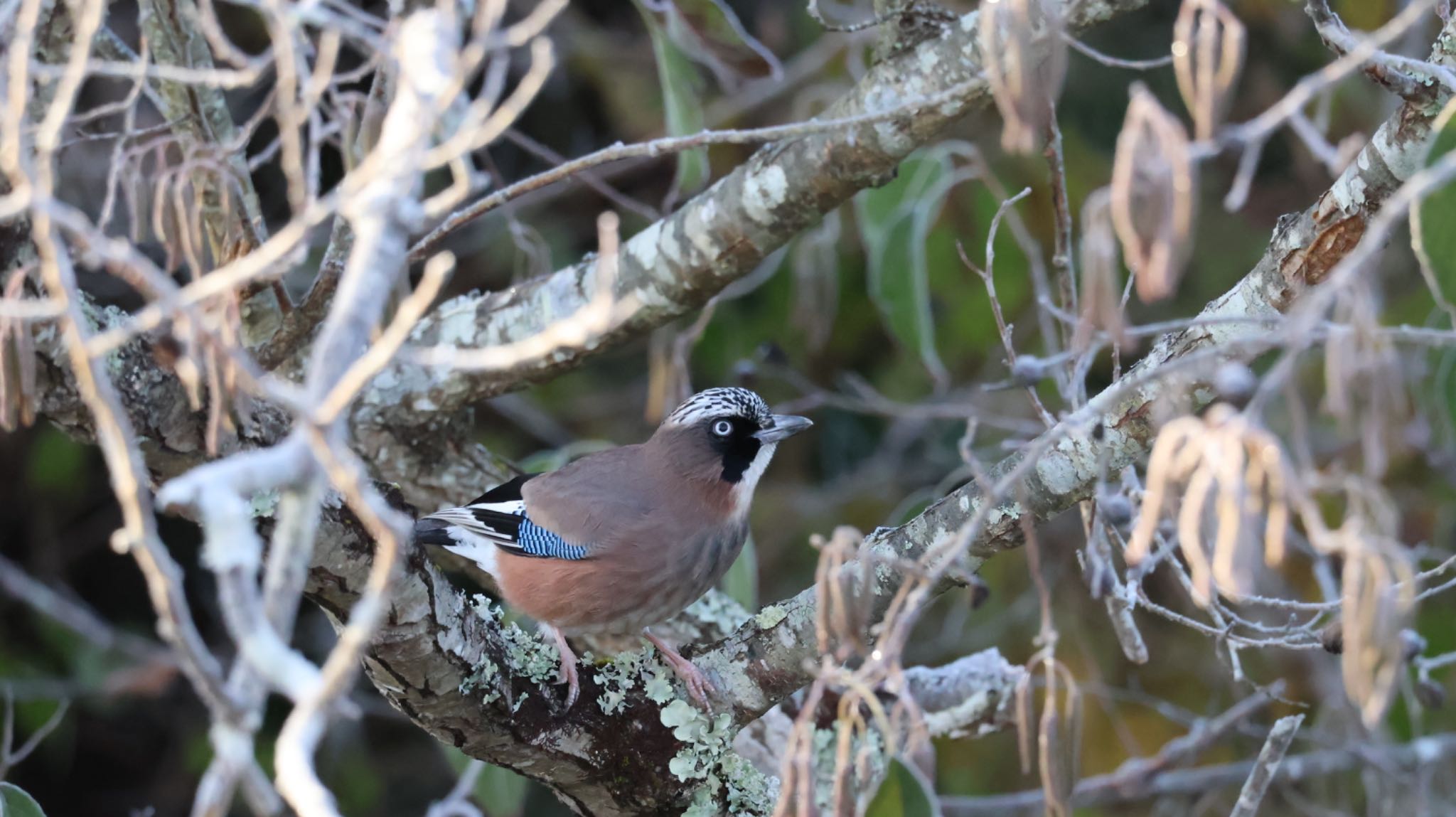 Photo of Eurasian Jay at Arima Fuji Park by 洗濯バサミ