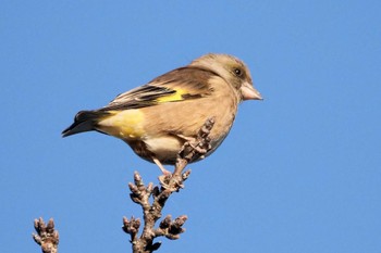 2022年11月27日(日) 伊佐沼の野鳥観察記録