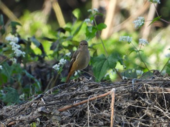 Daurian Redstart 川越水上公園 Sun, 10/30/2022