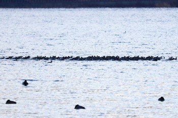 Black-necked Grebe Yamanakako Lake Fri, 12/2/2022