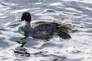 Common Goldeneye Yamanakako Lake Fri, 12/2/2022