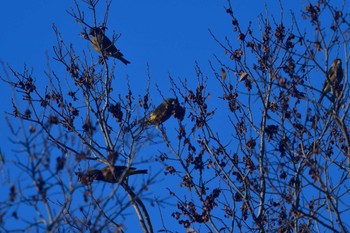 2022年12月7日(水) 長浜公園の野鳥観察記録