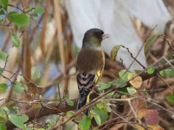 Oriental Greenfinch(kawarahiba) 境川遊水地公園 Sun, 12/4/2022