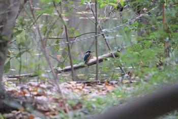 2022年12月7日(水) 加木屋緑地の野鳥観察記録