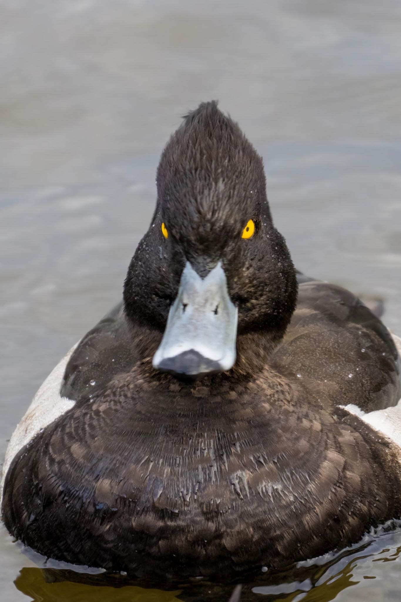 Photo of Tufted Duck at 宮城県 by LeoLeoNya