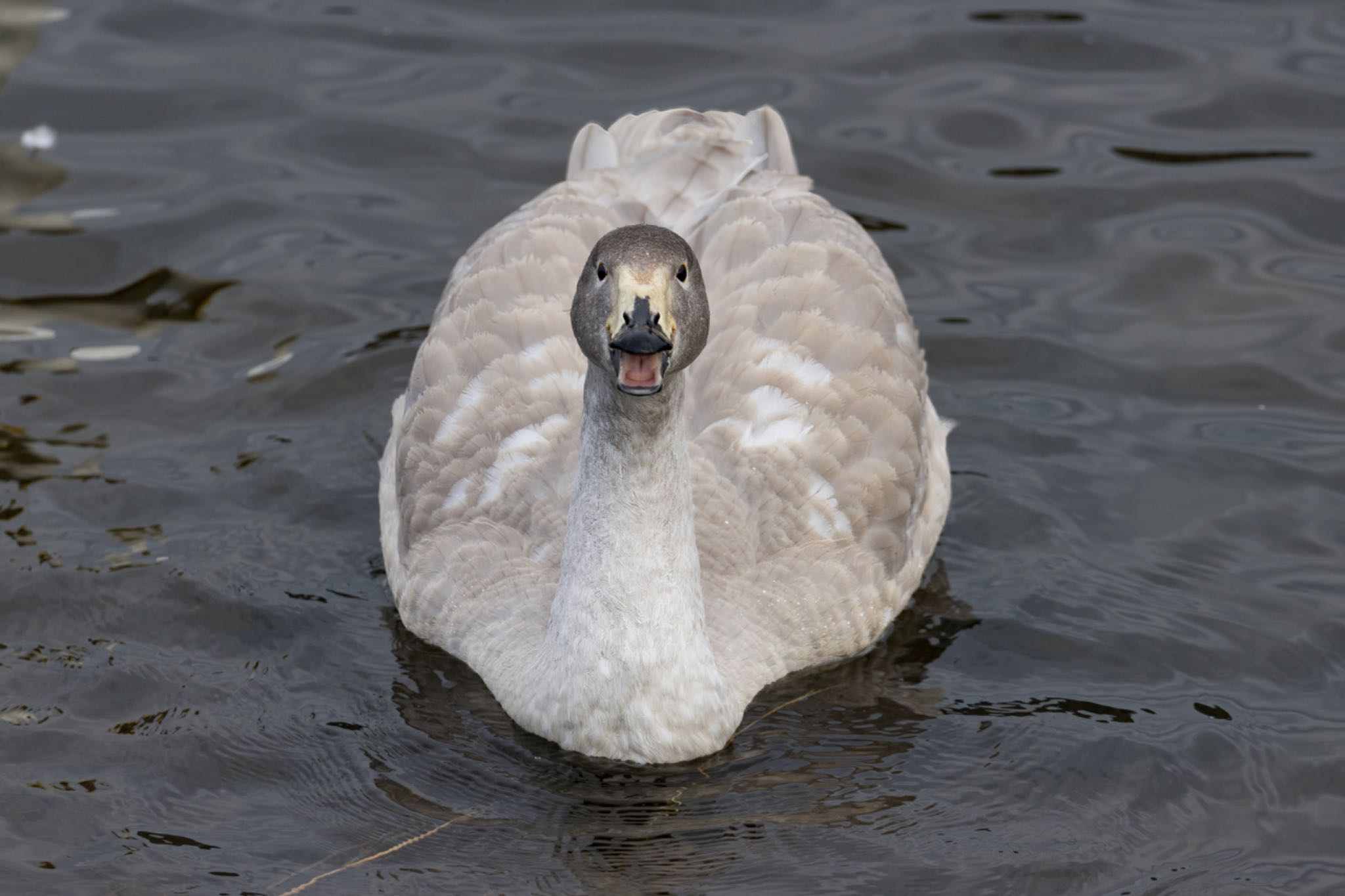 Photo of Whooper Swan at 宮城県 by LeoLeoNya