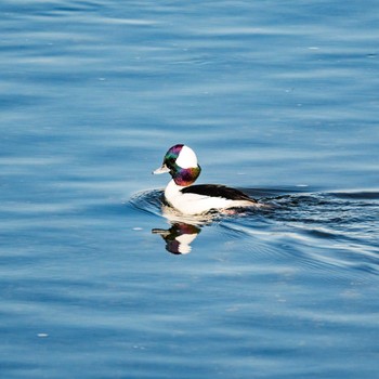 2022年12月7日(水) 多摩川の野鳥観察記録