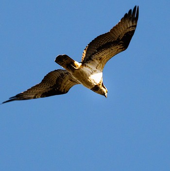 Osprey 多摩川 Wed, 12/7/2022