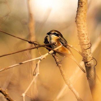 Bull-headed Shrike 多摩川 Wed, 12/7/2022