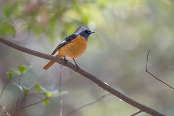 Daurian Redstart Akashi Park Mon, 2/26/2018