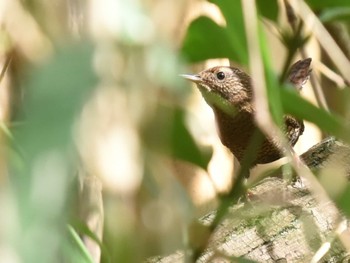 2022年12月7日(水) 江津湖の野鳥観察記録