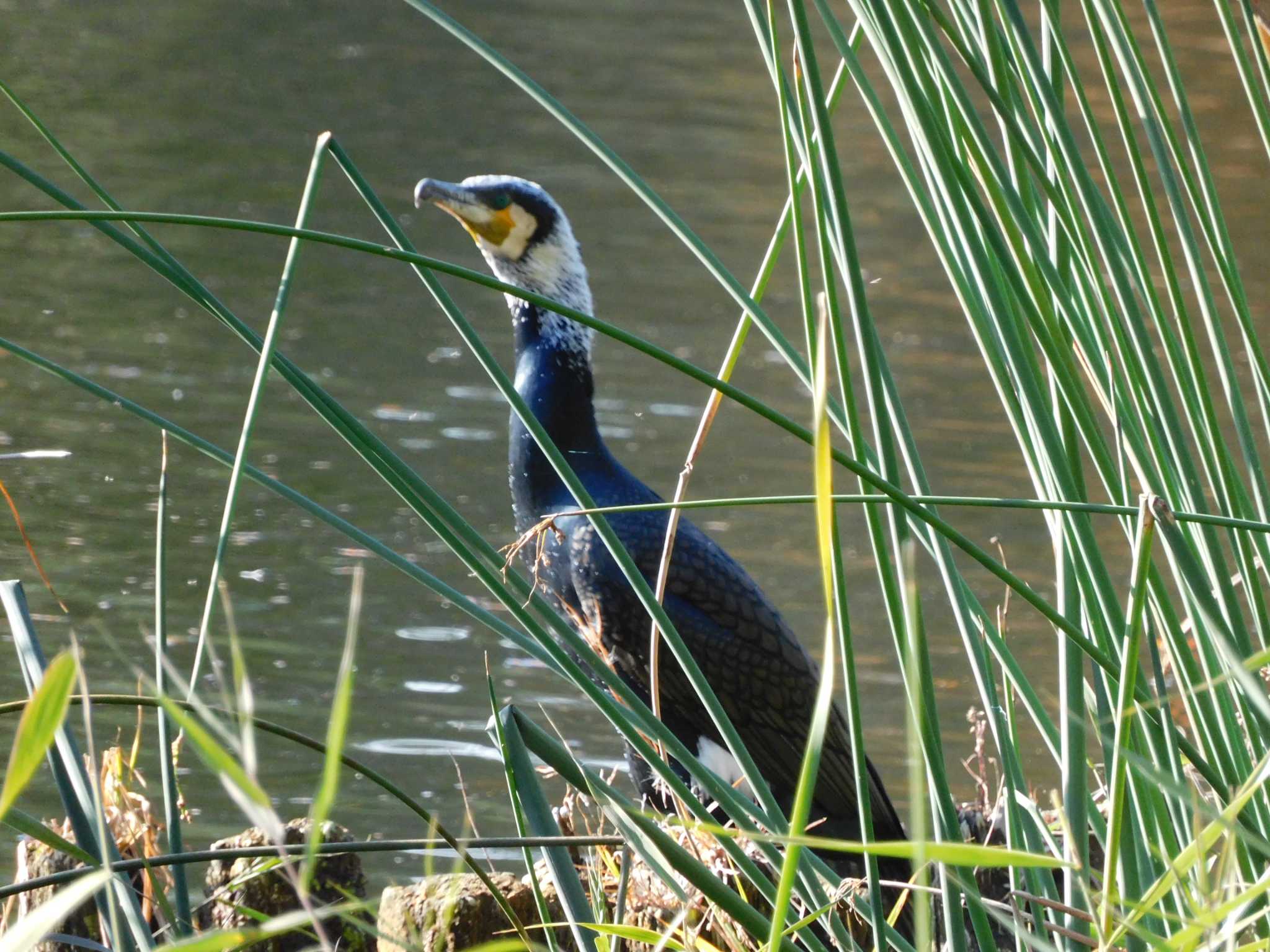 カワウ