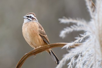 Meadow Bunting Kitamoto Nature Observation Park Sat, 11/26/2022