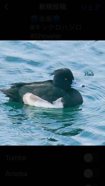 Tufted Duck Unknown Spots Unknown Date