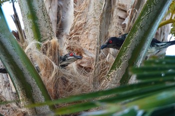 2022年10月10日(月) ケアンズの野鳥観察記録