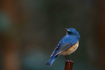 ルリビタキ 智光山公園 2022年12月4日(日)