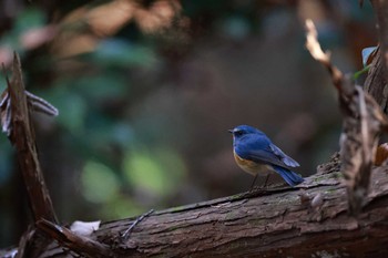 ルリビタキ 智光山公園 2022年12月4日(日)