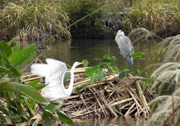 ダイサギ 羽生水郷公園 2022年10月22日(土)