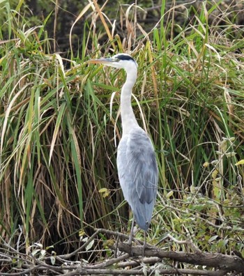 Grey Heron 羽生水郷公園 Sat, 10/22/2022