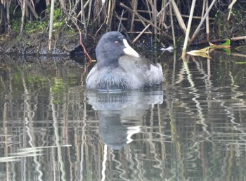 Eurasian Coot 羽生水郷公園 Sat, 10/22/2022