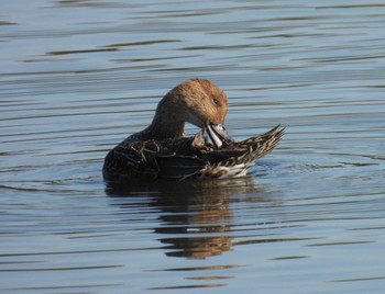 Eastern Spot-billed Duck 羽生水郷公園 Fri, 11/11/2022