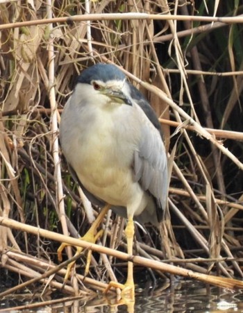 Black-crowned Night Heron 羽生水郷公園 Sat, 10/22/2022