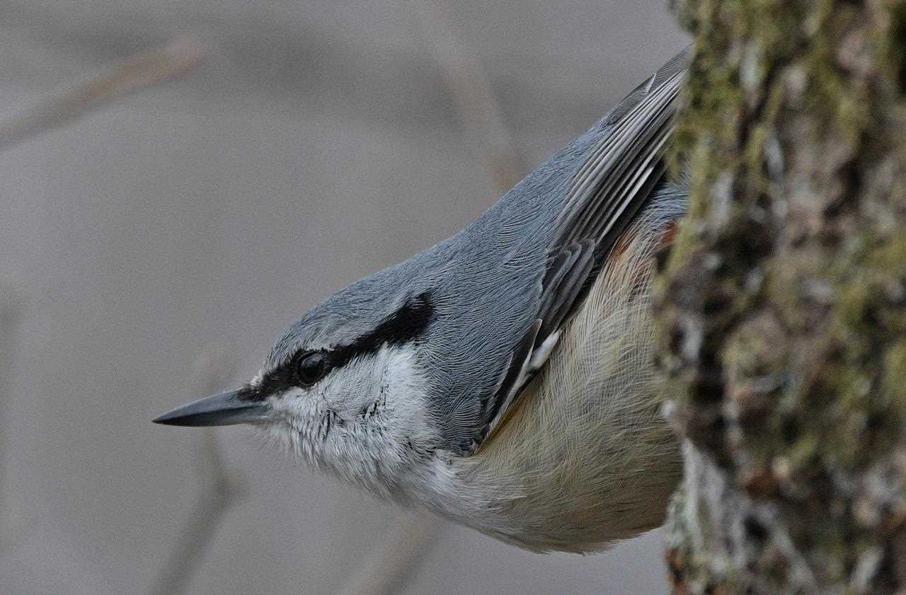  ゴジュウカラの写真 by くまのみ