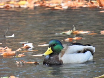 マガモ 羽生水郷公園 2022年12月2日(金)