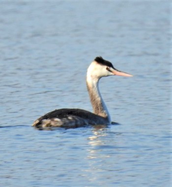 Great Crested Grebe 羽生水郷公園 Fri, 11/11/2022