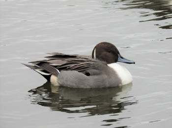 Northern Pintail 井頭公園 Thu, 12/1/2022