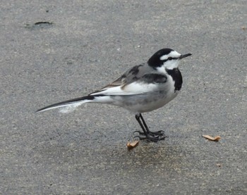 White Wagtail 井頭公園 Thu, 12/1/2022