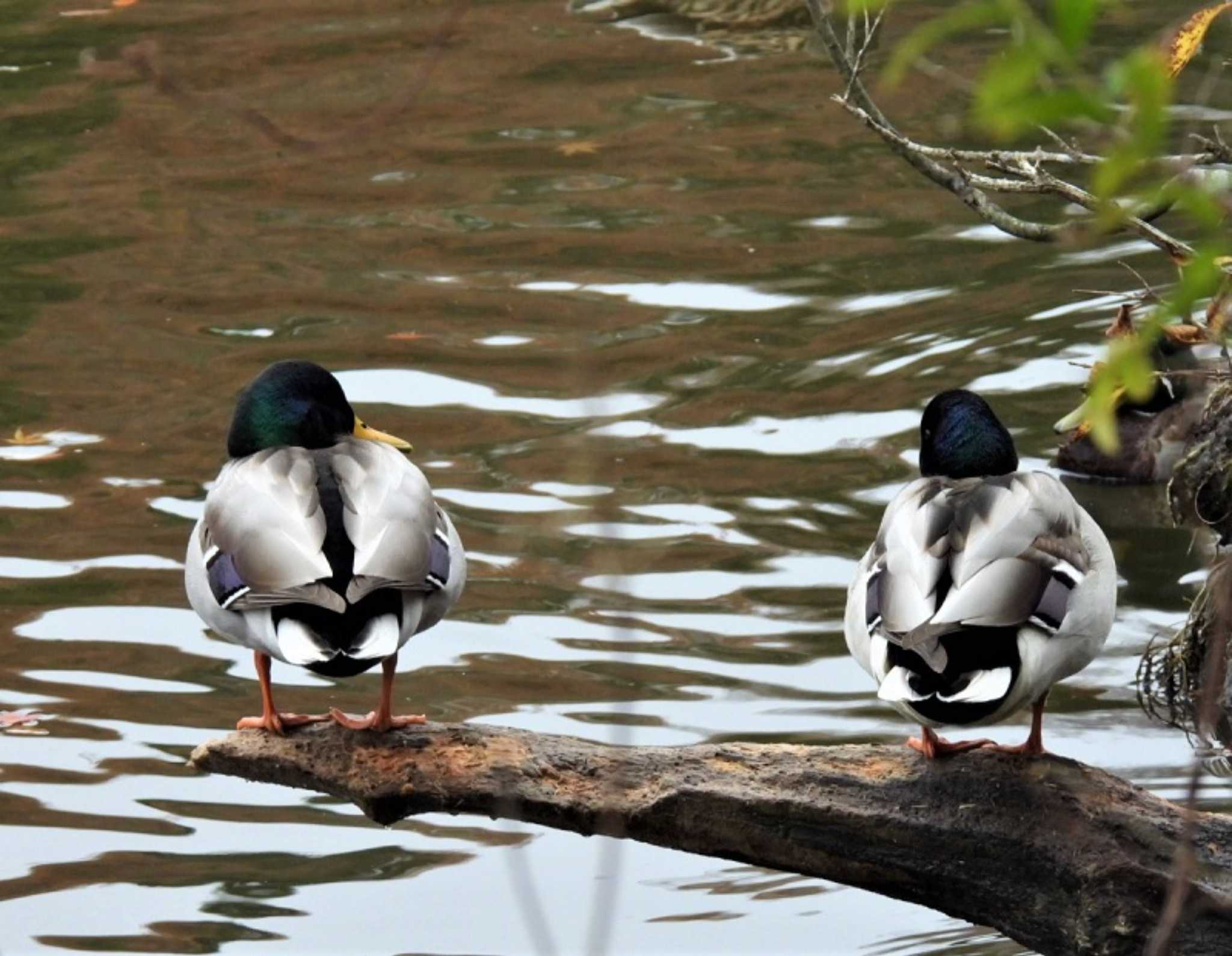 井頭公園 マガモの写真 by ナベデコ