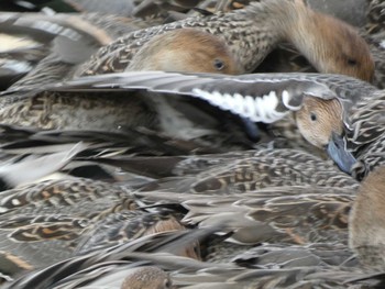 2022年11月20日(日) 瓢湖の野鳥観察記録