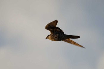 Peregrine Falcon 潟ノ内(島根県松江市) Wed, 12/7/2022