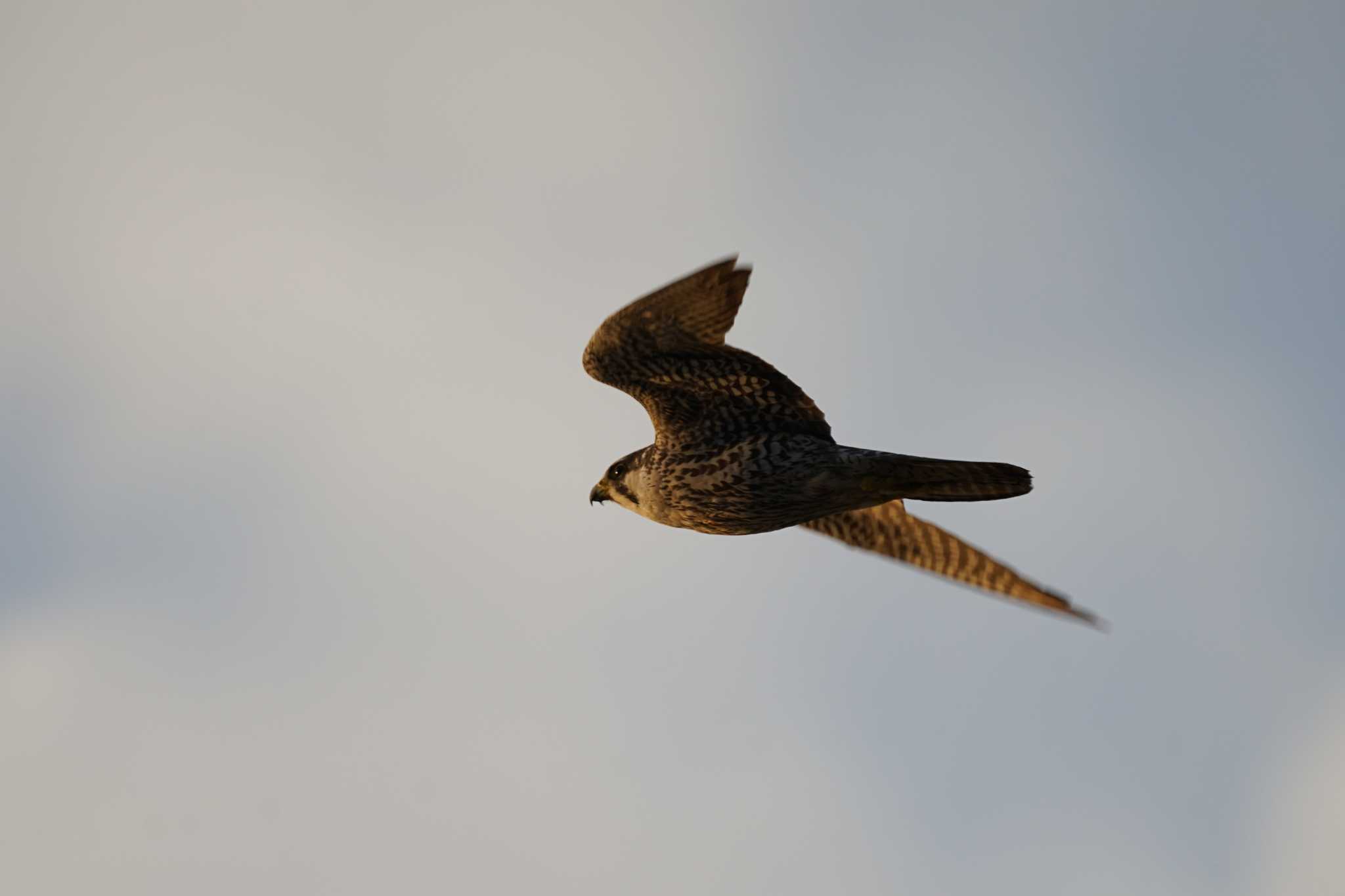 Photo of Peregrine Falcon at 潟ノ内(島根県松江市) by ひらも