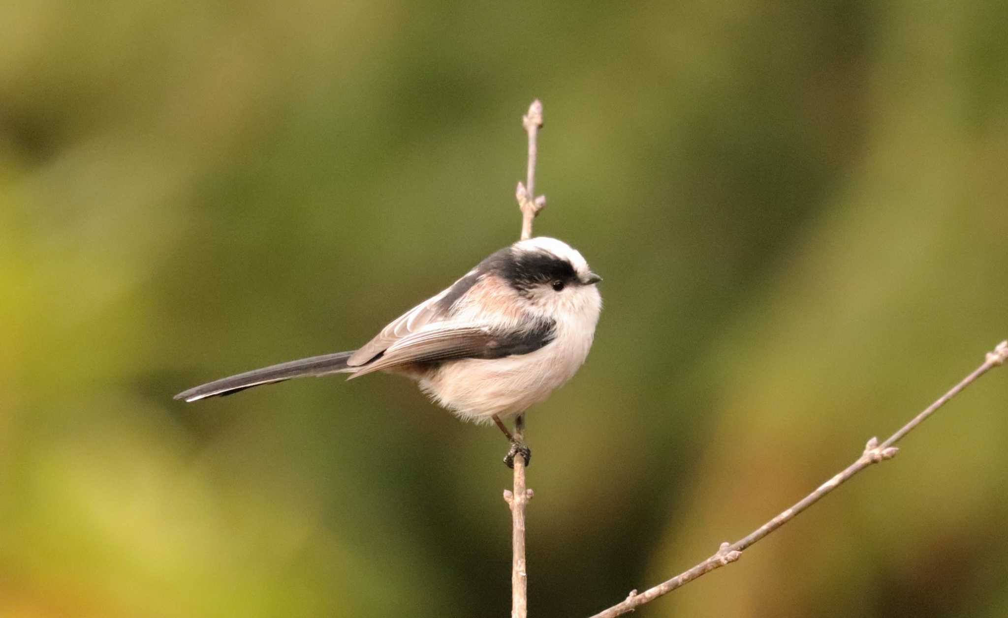 Photo of Long-tailed Tit at Saitama Prefecture Forest Park by ひろ