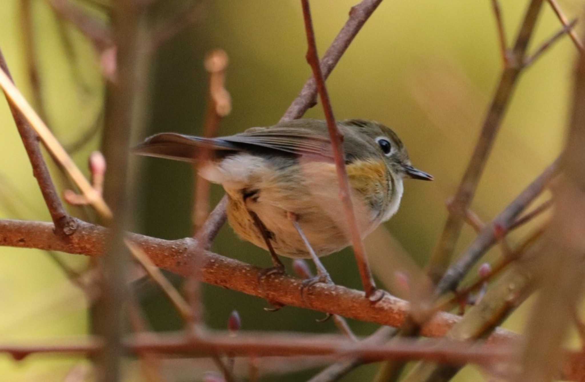 Photo of Red-flanked Bluetail at Saitama Prefecture Forest Park by ひろ