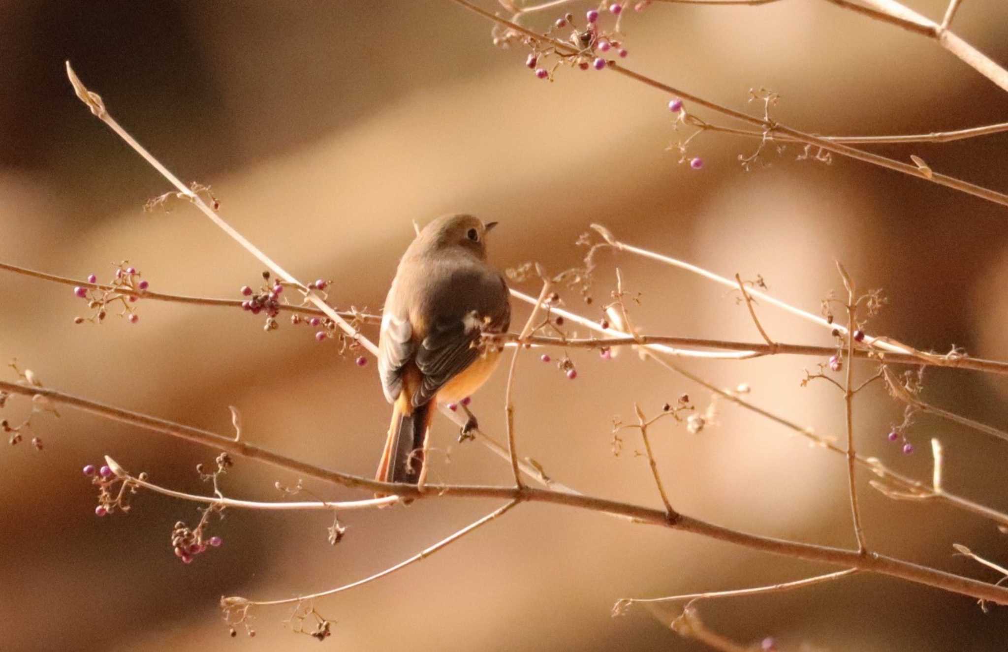 Photo of Daurian Redstart at Saitama Prefecture Forest Park by ひろ