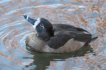 クビワキンクロ こども自然公園 (大池公園/横浜市) 2022年11月25日(金)