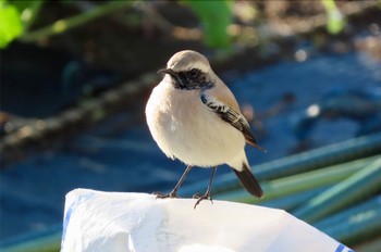 2022年11月27日(日) 神奈川県の野鳥観察記録