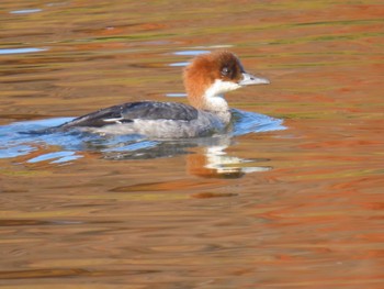 Smew Mizumoto Park Wed, 12/7/2022