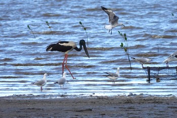 Black-necked Stork ケアンズ Sun, 10/9/2022